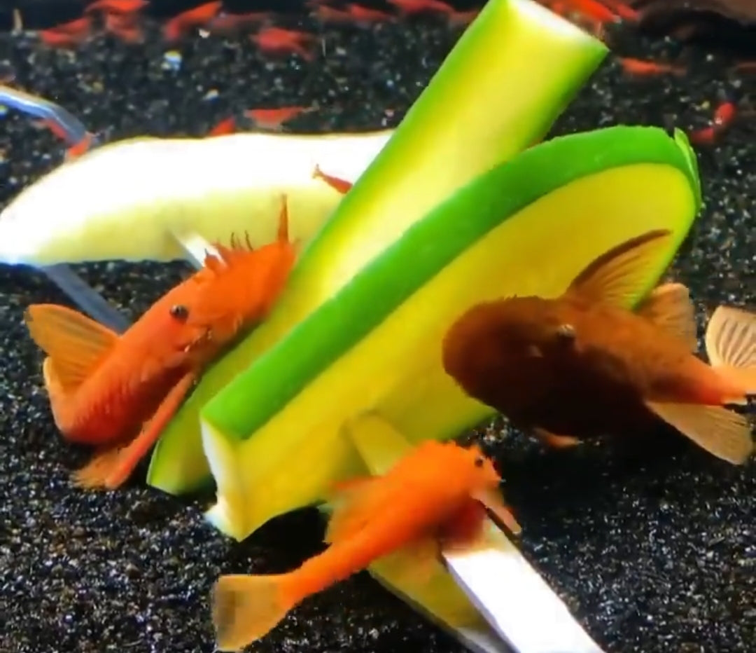 LDA 016 ShortFin Super Red aus Liebevoller Zucht - Antennenwels Ancistrus sp.