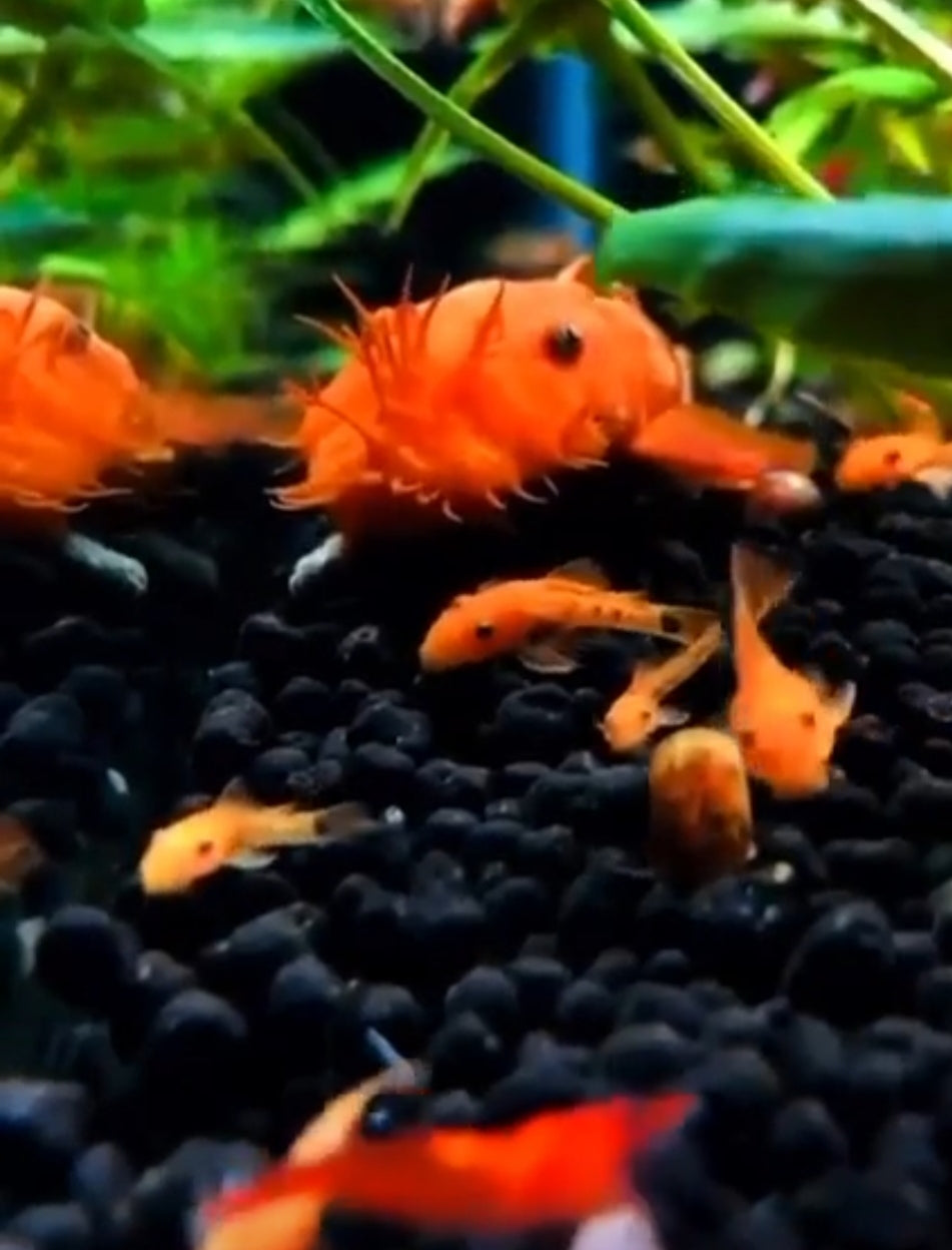 LDA 016 ShortFin Super Red aus Liebevoller Zucht - Antennenwels Ancistrus sp.