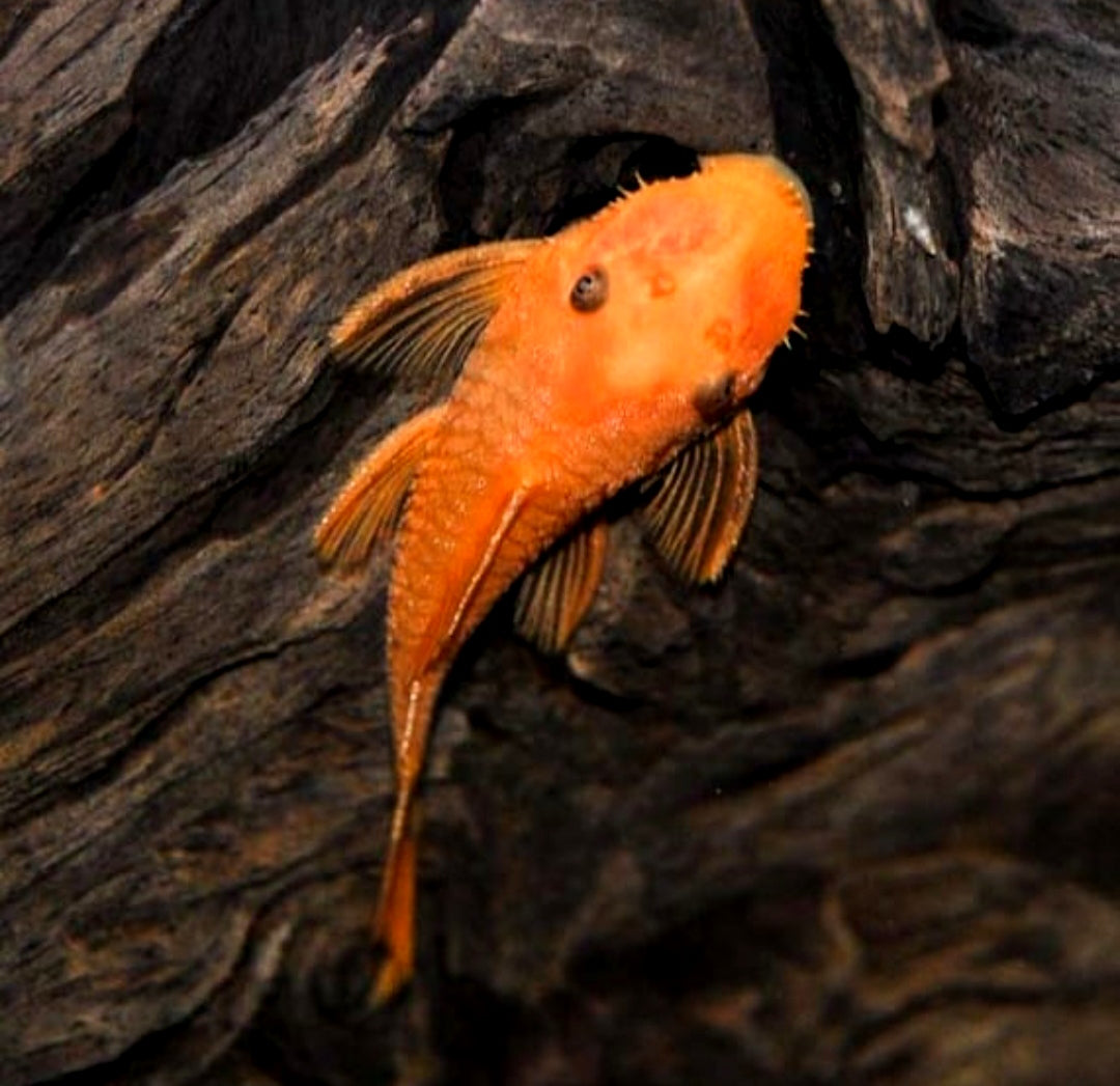 LDA 016 ShortFin Super Red aus Liebevoller Zucht - Antennenwels Ancistrus sp.
