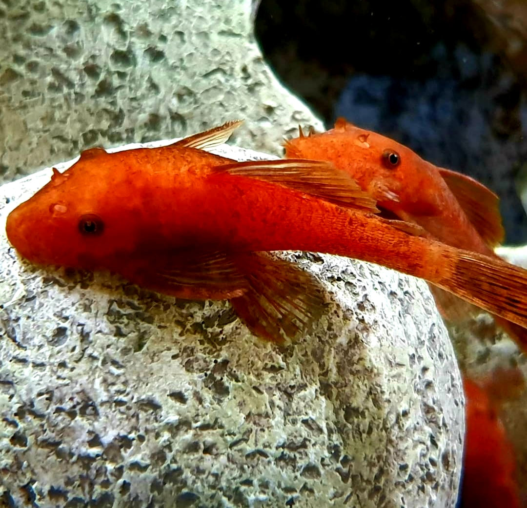 LDA 016 ShortFin Super Red aus Liebevoller Zucht - Antennenwels Ancistrus sp.