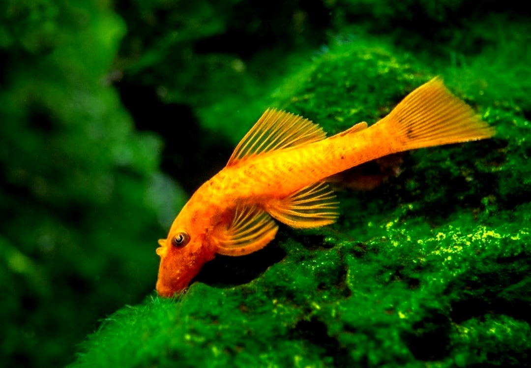 LDA 016 ShortFin Super Red aus Liebevoller Zucht - Antennenwels Ancistrus sp.