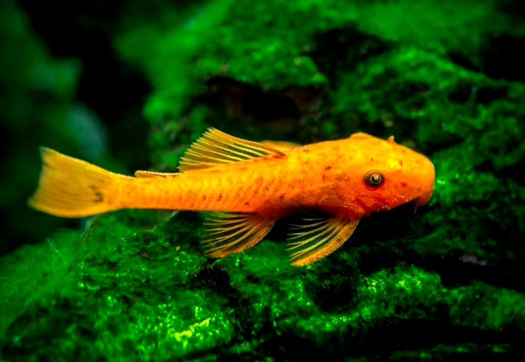 LDA 016 ShortFin Super Red aus Liebevoller Zucht - Antennenwels Ancistrus sp.