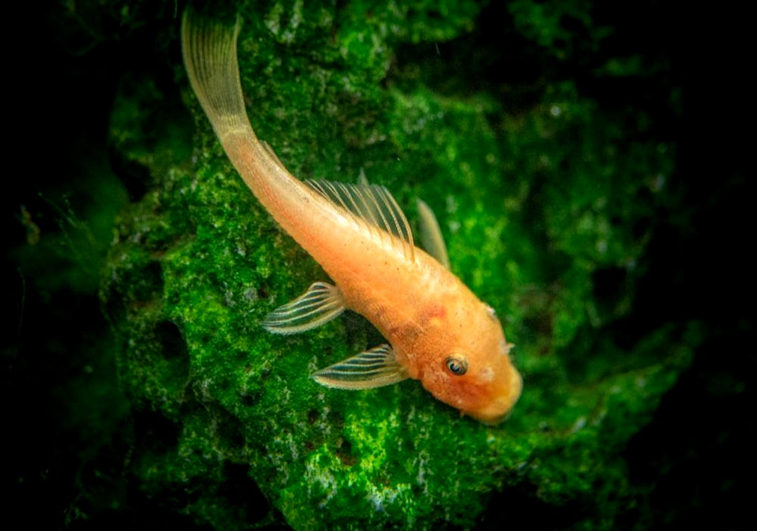 L016 Antennenwels Ancistrus sp. red - Super Red