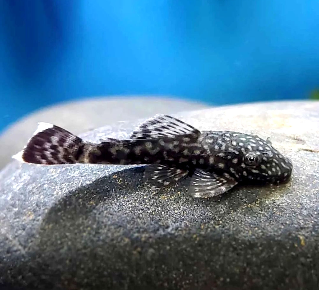 Blauer Antennenwels aus Liebevoller Zucht - Antennenwels Ancistrus sp.