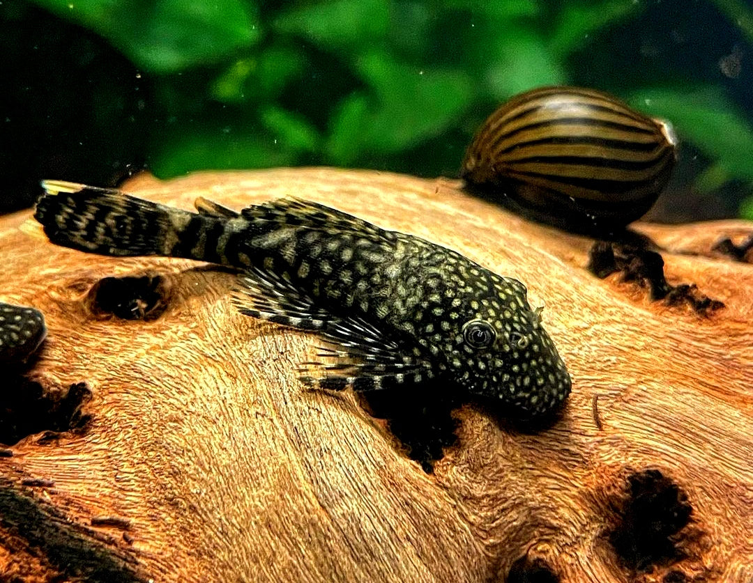 Blauer Antennenwels aus Liebevoller Zucht - Antennenwels Ancistrus sp.