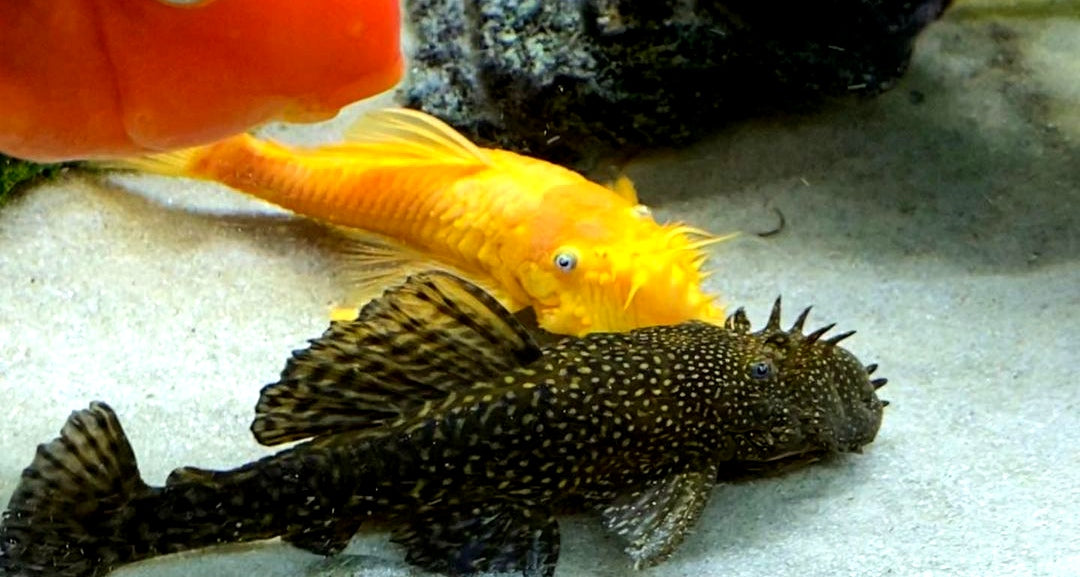 L144 Shortfin Snow White aus Liebevoller Zucht - Antennenwels Ancistrus sp.