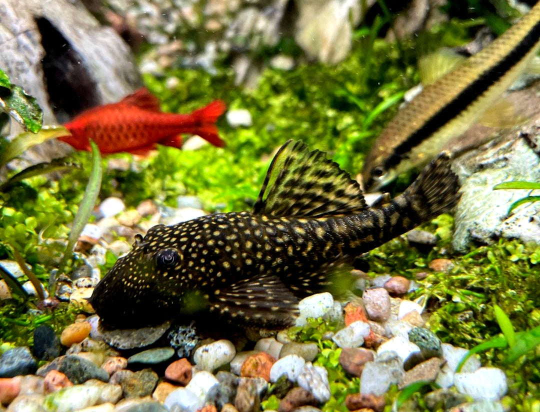 Blauer Antennenwels aus Liebevoller Zucht - Antennenwels Ancistrus sp.