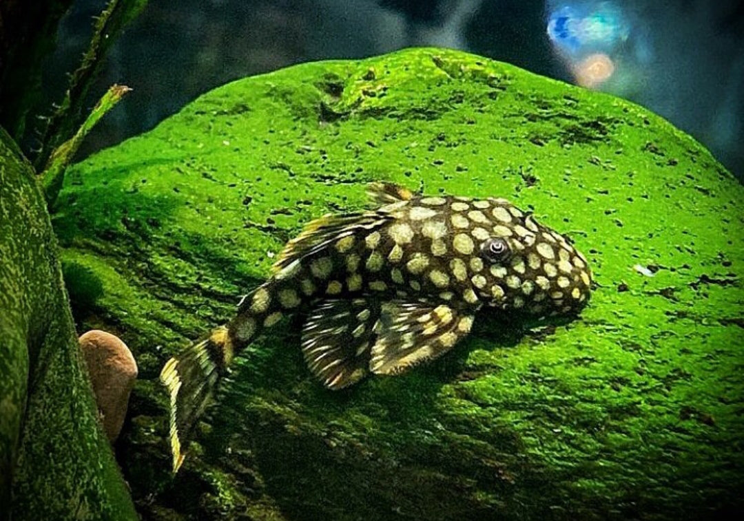 Blauer Antennenwels aus Liebevoller Zucht - Antennenwels Ancistrus sp.