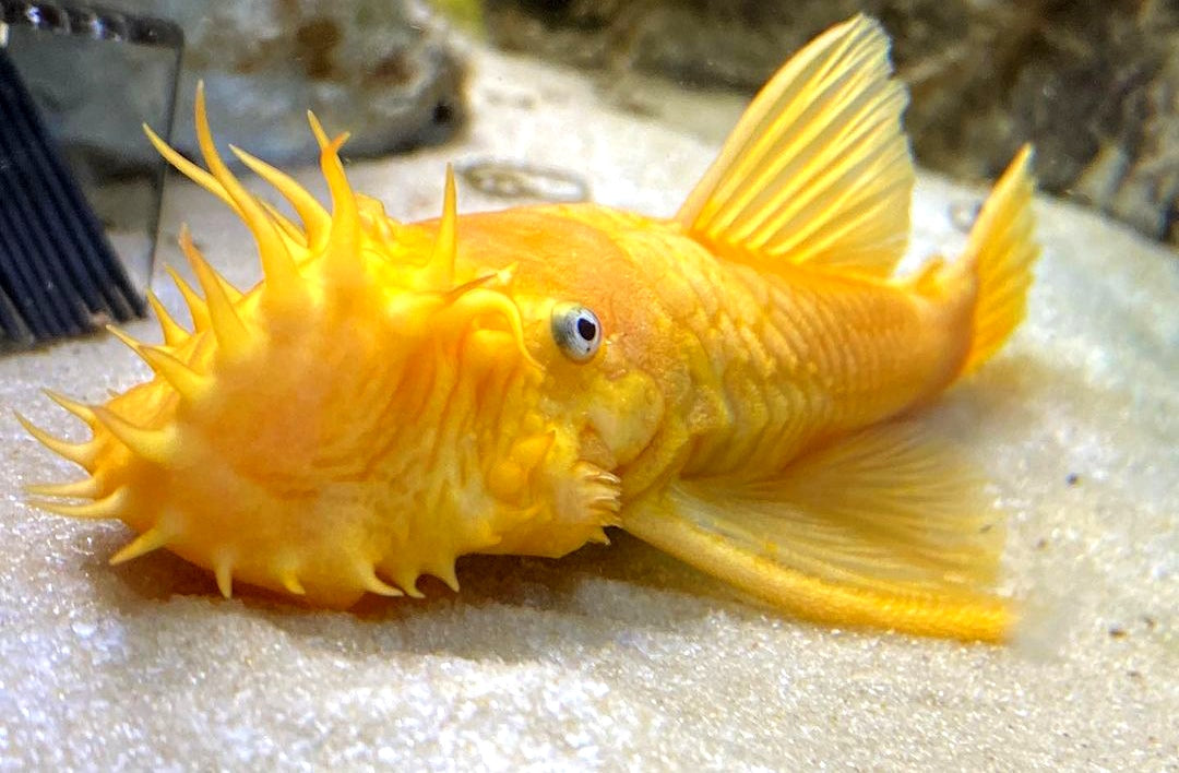 L144 Shortfin Snow White aus Liebevoller Zucht - Antennenwels Ancistrus sp.