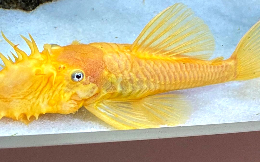 L144 Shortfin Snow White aus Liebevoller Zucht - Antennenwels Ancistrus sp.