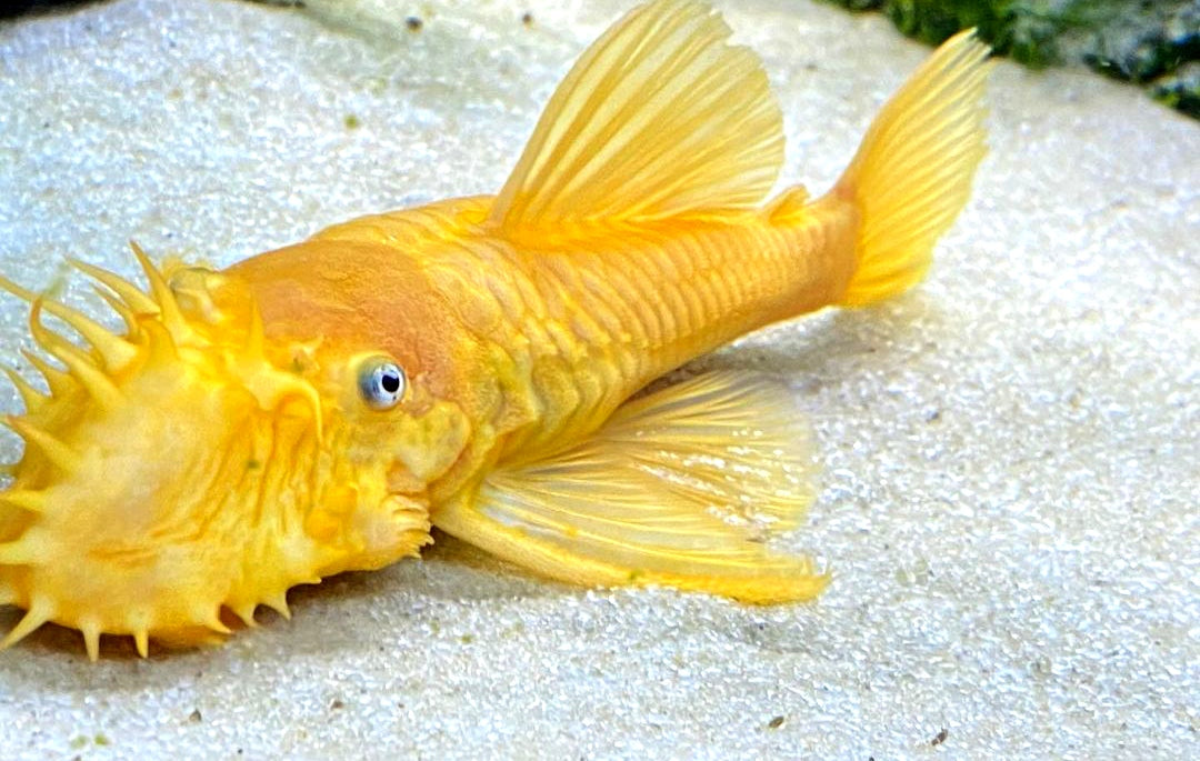 L144 Shortfin Snow White aus Liebevoller Zucht - Antennenwels Ancistrus sp.