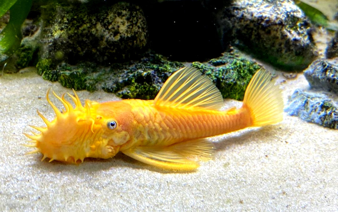 L144 Shortfin Snow White aus Liebevoller Zucht - Antennenwels Ancistrus sp.