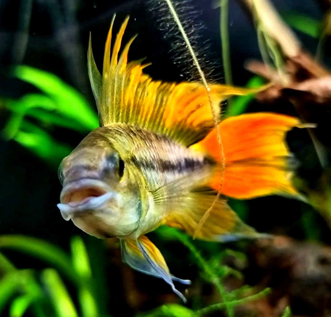 Apistogramma cacatuoides – "Double Red" | Kakadu-Zwergbuntbarsch
