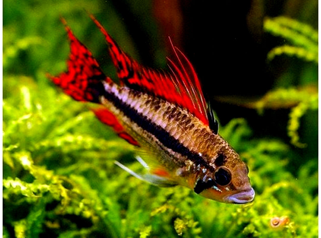Apistogramma cacatuoides – "Double Red" | Kakadu-Zwergbuntbarsch