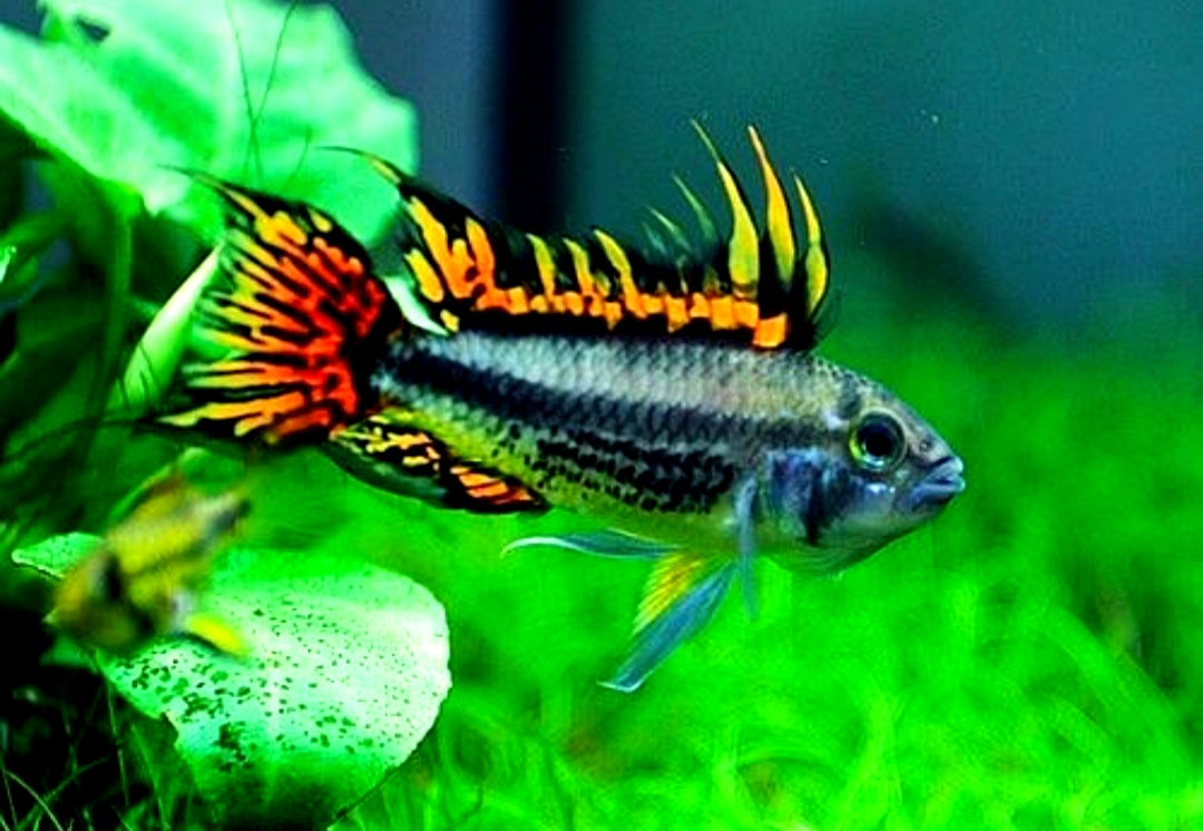Apistogramma cacatuoides - Kakadu Zwergbuntbarsch - Double Red
