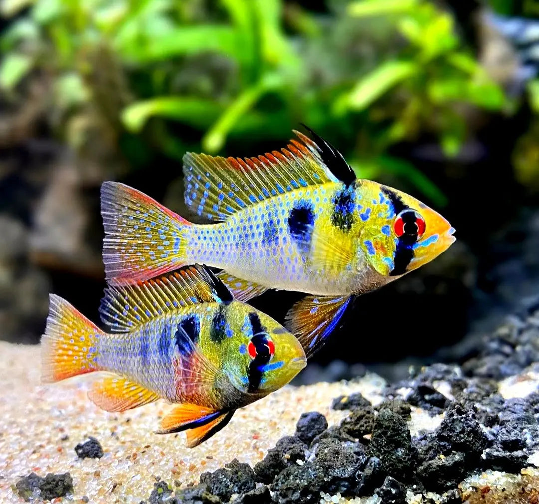 Schmetterlingsbuntbarsch - 💛(Microgeophagus ramirezi) aus Liebevoller Zucht ! AquaTimo