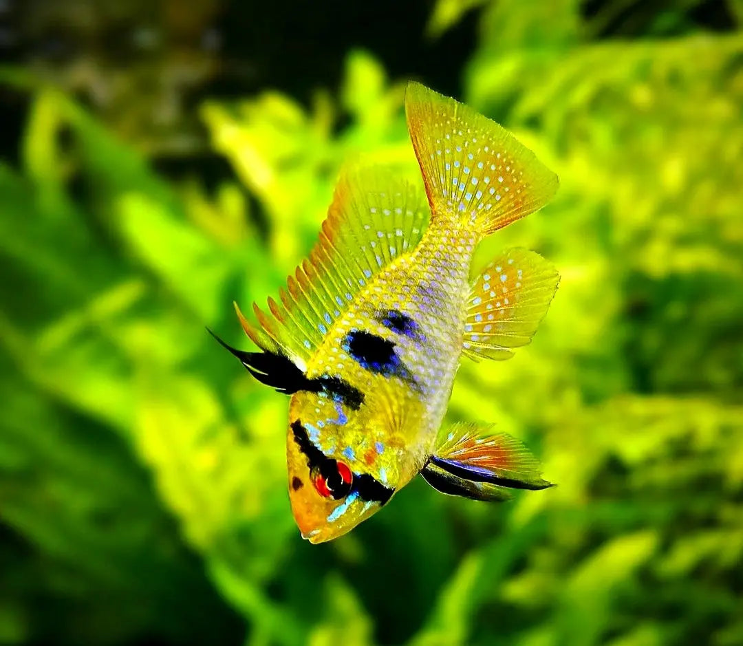 Schmetterlingsbuntbarsch - 💛(Microgeophagus ramirezi) aus Liebevoller Zucht ! AquaTimo