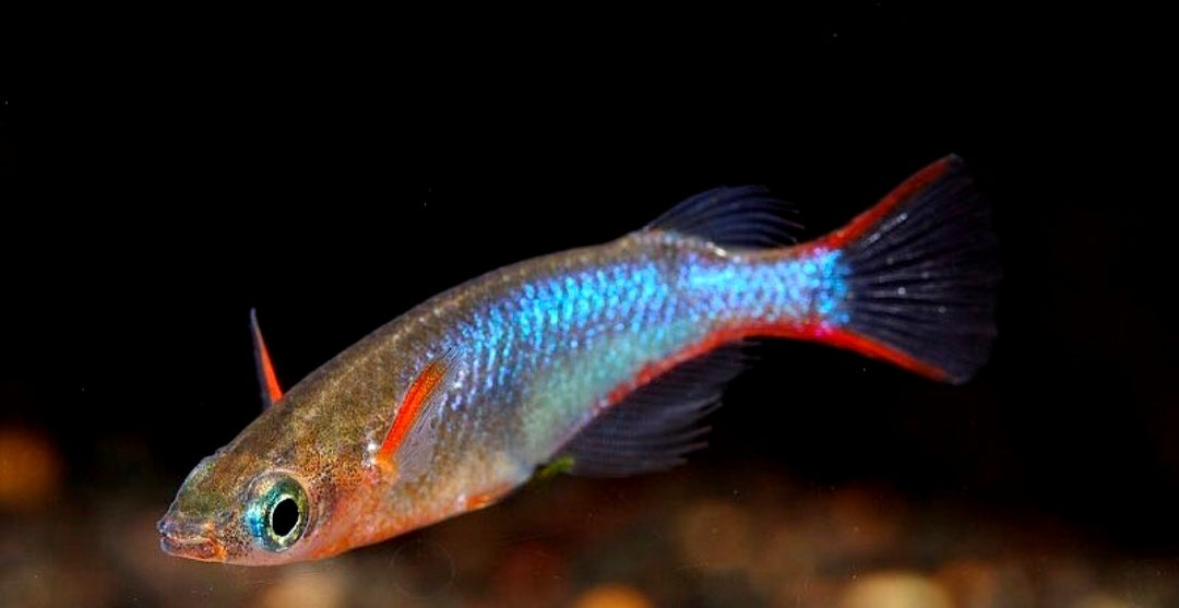 Neon Reisfisch - Oryzias woworae - aus liebevoller Zucht