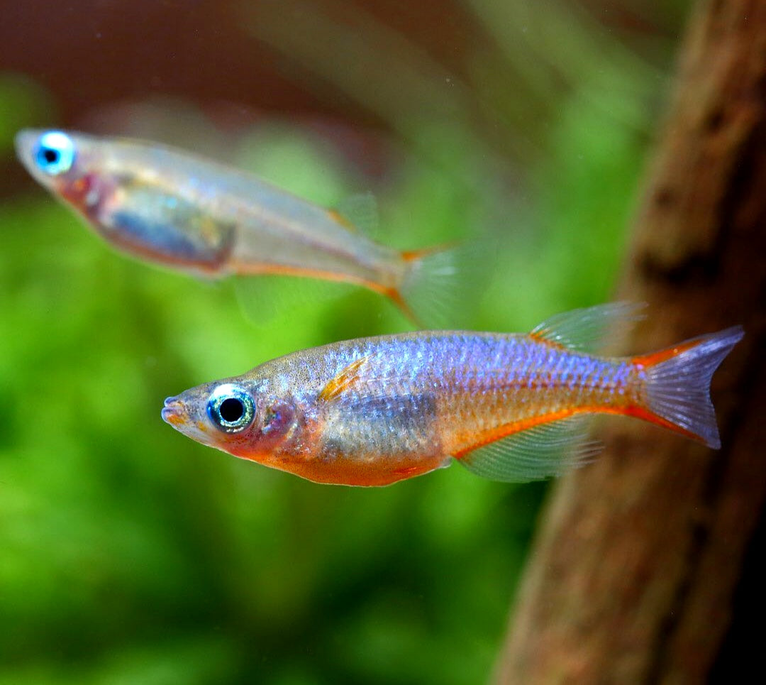 Neon Reisfisch - Oryzias woworae - aus liebevoller Zucht