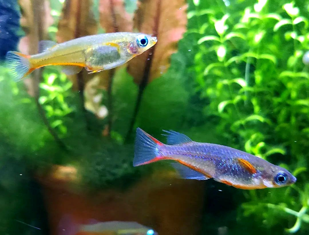 Neon Reisfisch - Oryzias woworae - aus liebevoller Zucht