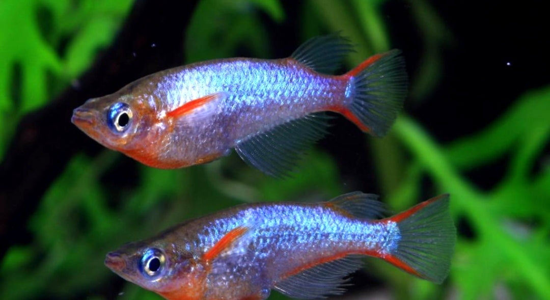 Neon Reisfisch - Oryzias woworae - aus liebevoller Zucht