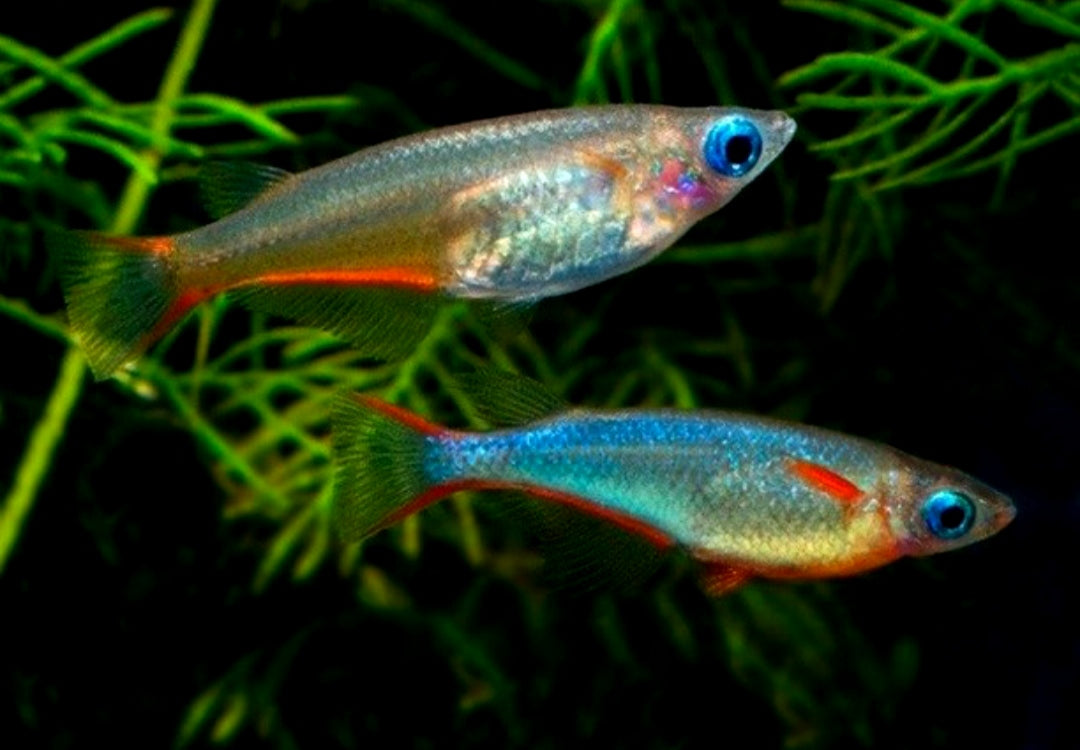 Neon Reisfisch - Oryzias woworae - aus liebevoller Zucht