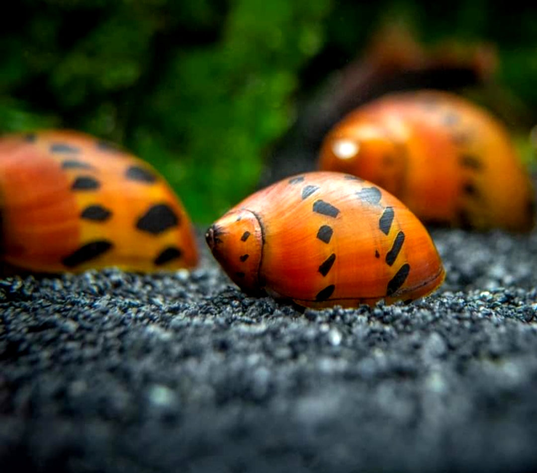 Neritina (Vittina) semiconica - Orange Track Rennschnecke