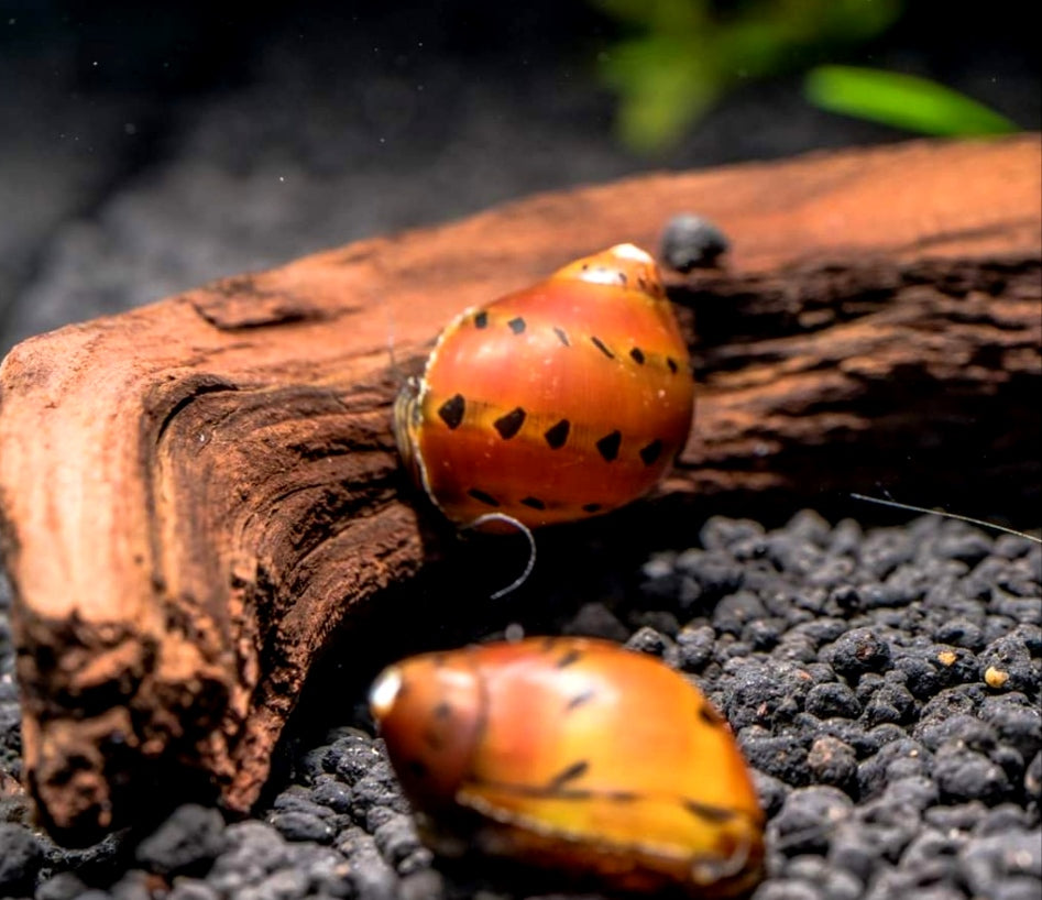 Neritina (Vittina) semiconica - Orange Track Rennschnecke