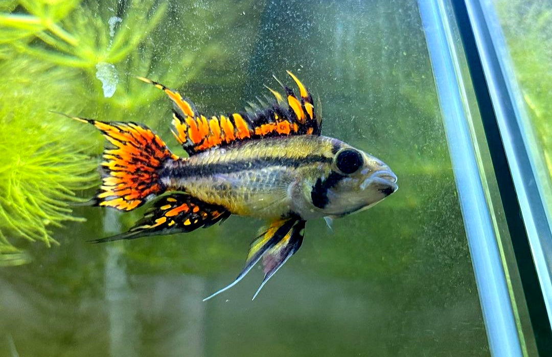 Apistogramma cacatuoides – "Double Red" | Kakadu-Zwergbuntbarsch