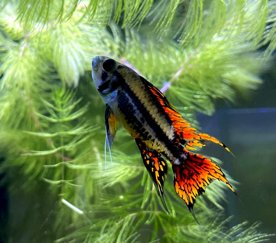 Apistogramma cacatuoides – "Double Red" | Kakadu-Zwergbuntbarsch