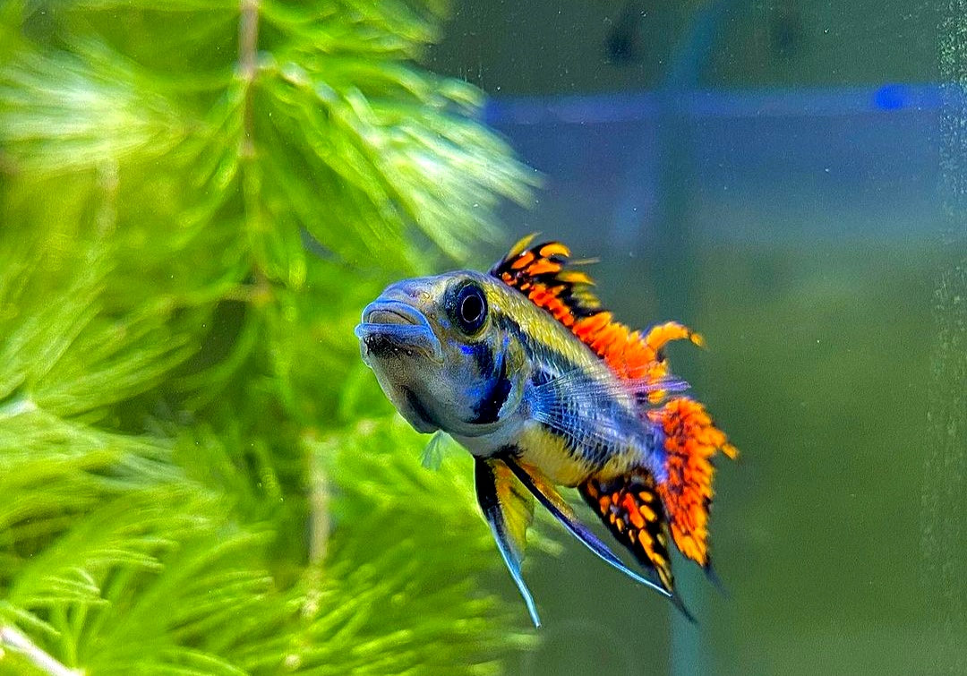 Apistogramma cacatuoides – "Double Red" | Kakadu-Zwergbuntbarsch