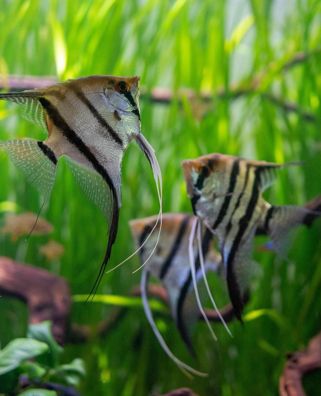 Skalare Dantum ~ aus Liebevoller Zucht !