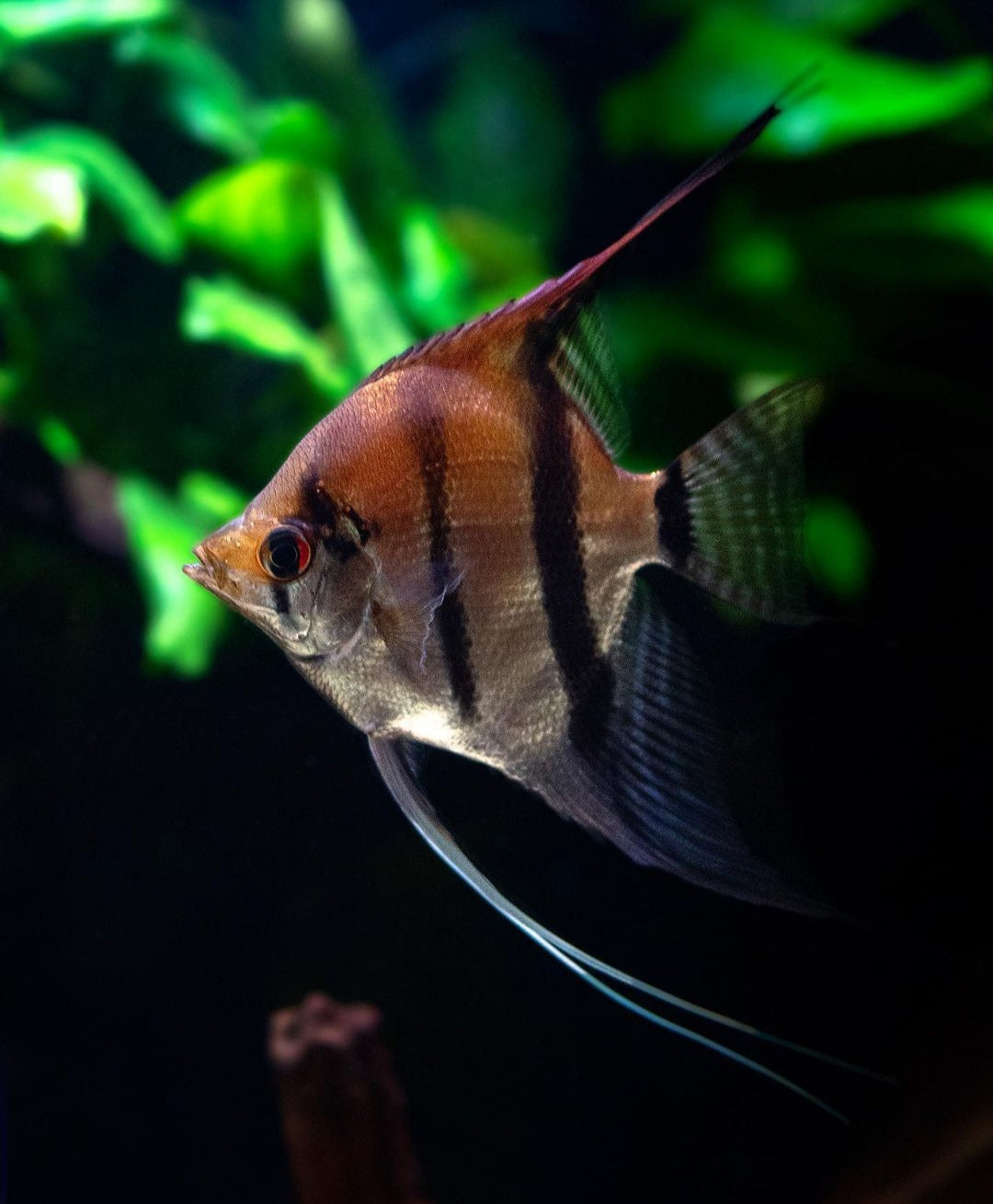 Skalare Dantum ~ aus Liebevoller Zucht !