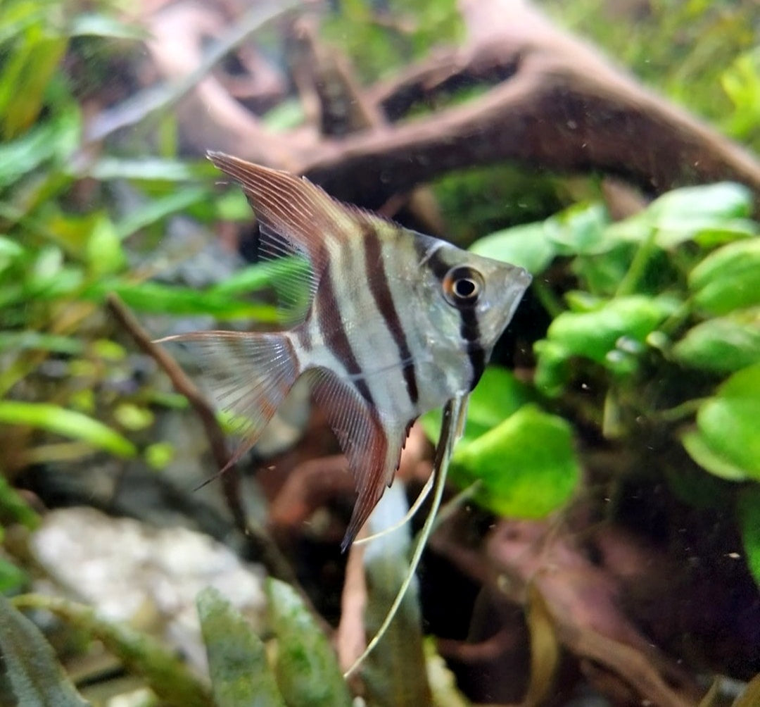 Skalare Dantum ~ aus Liebevoller Zucht !