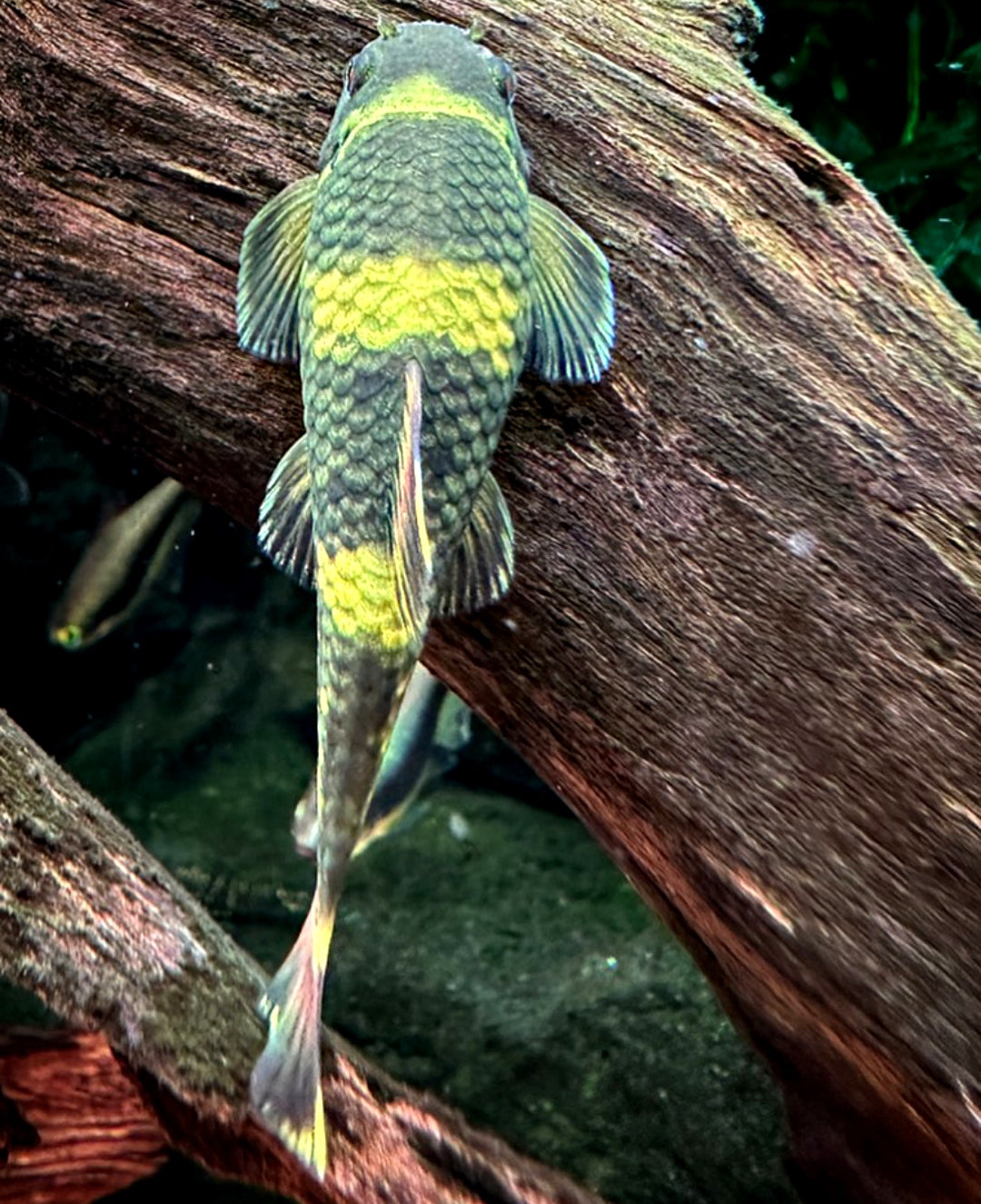 Prachtalgenfresser – Panda Saugbarbe (Garra flavatra)