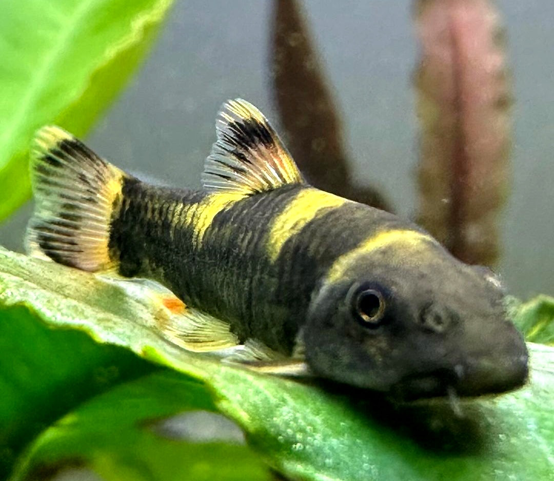 Prachtalgenfresser – Panda Saugbarbe (Garra flavatra)