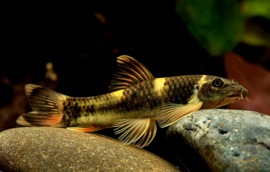 Prachtalgenfresser – Panda Saugbarbe (Garra flavatra)