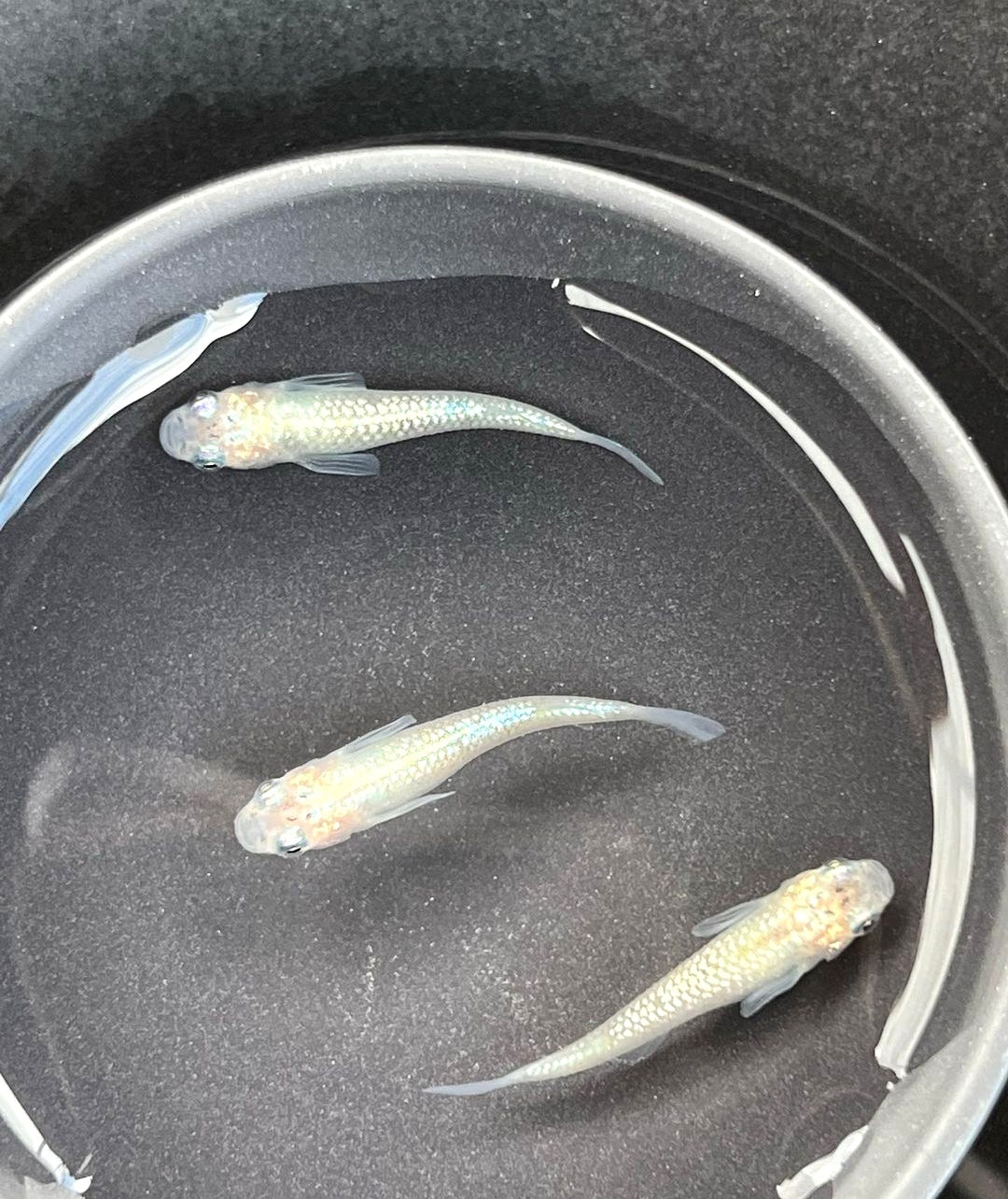 Medaka - Mettal White