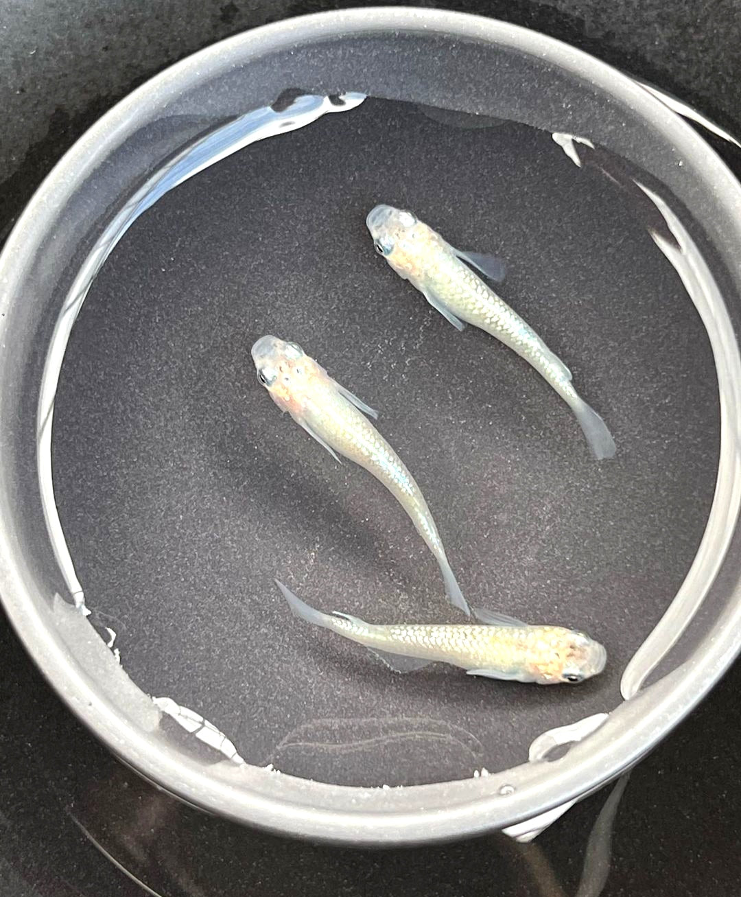 Medaka - Mettal White