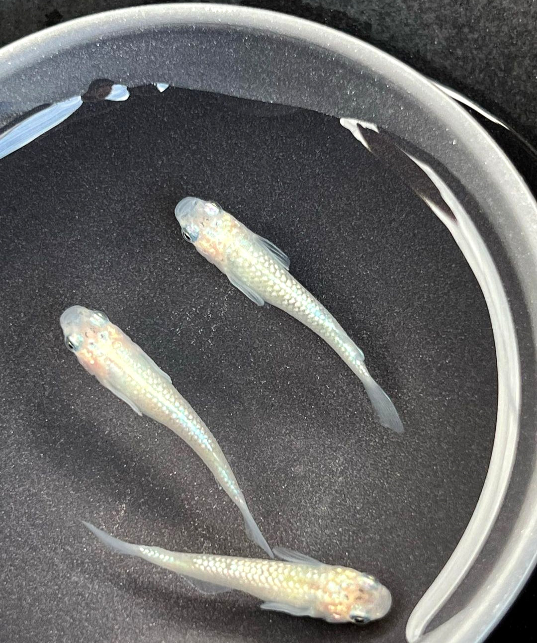 Medaka - Mettal White