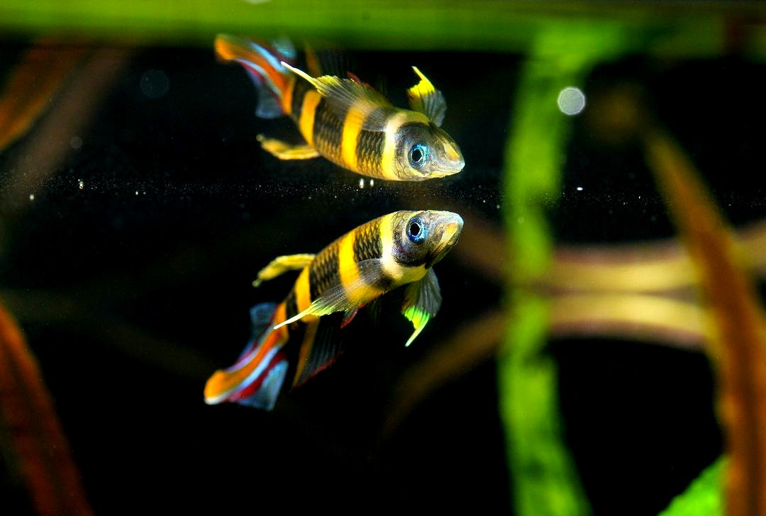 Ringelhechtling - Epiplatys annulatus aus Liebevoller Zucht ca 2 cm groß