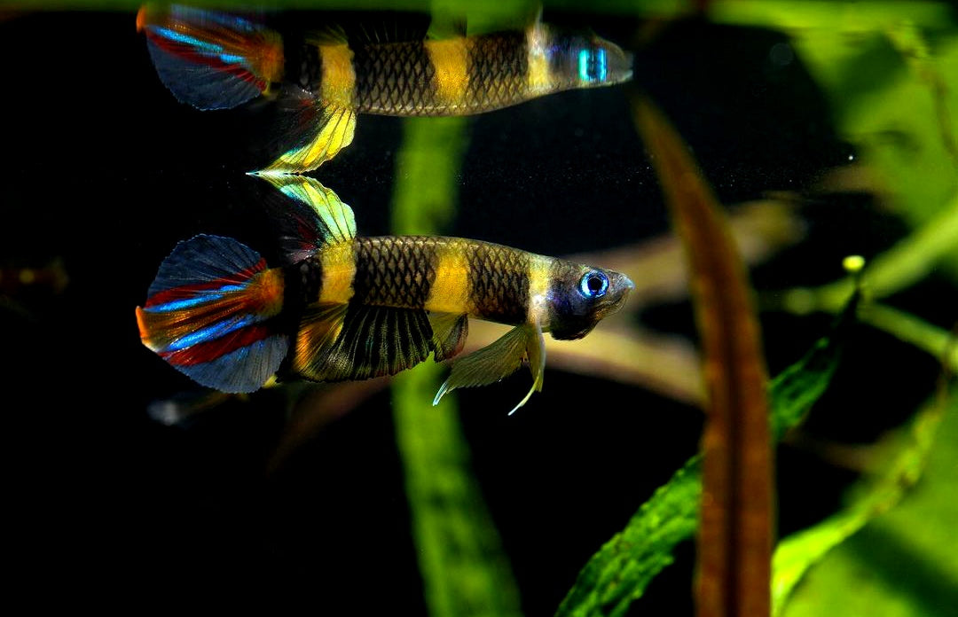 Ringelhechtling - Epiplatys annulatus aus Liebevoller Zucht ca 2 cm groß