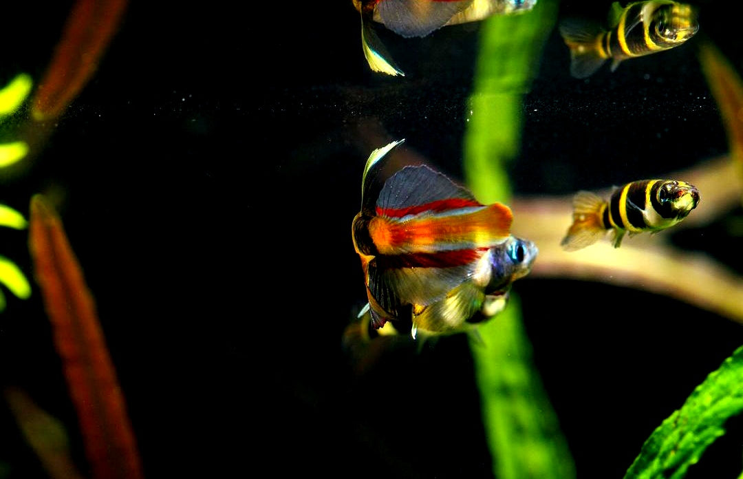 Ringelhechtling – Epiplatys annulatus