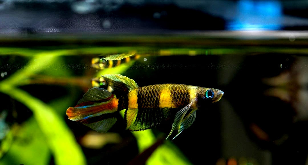 Ringelhechtling – Epiplatys annulatus