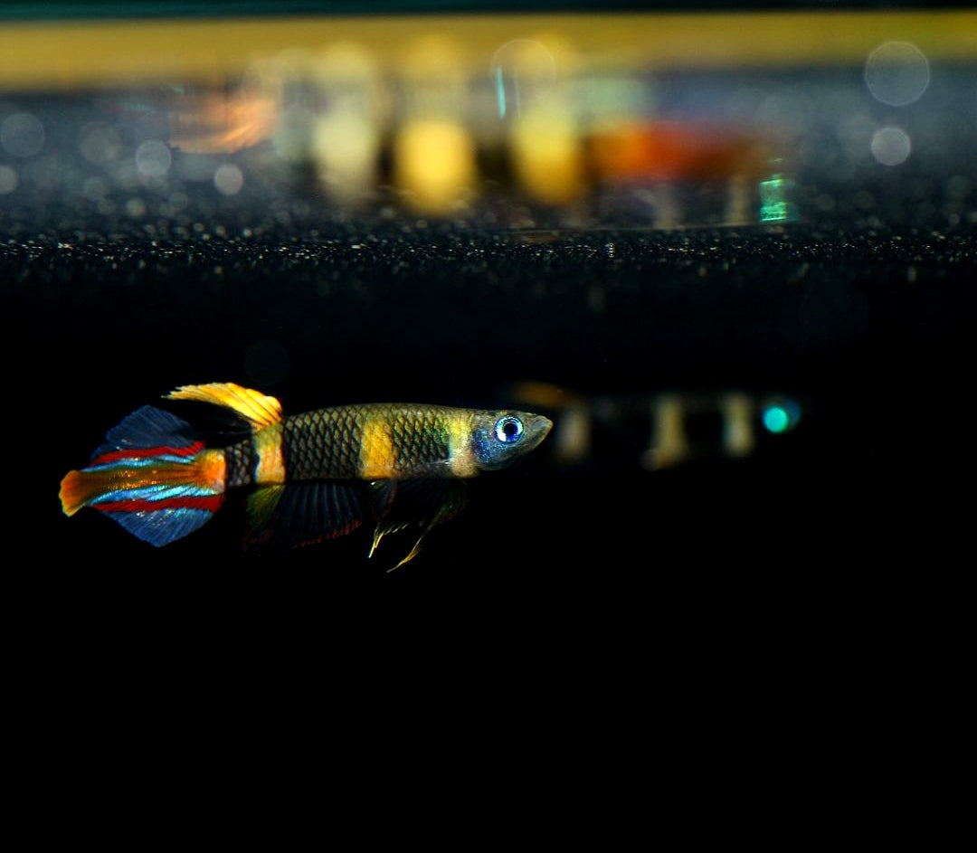 Ringelhechtling – Epiplatys annulatus