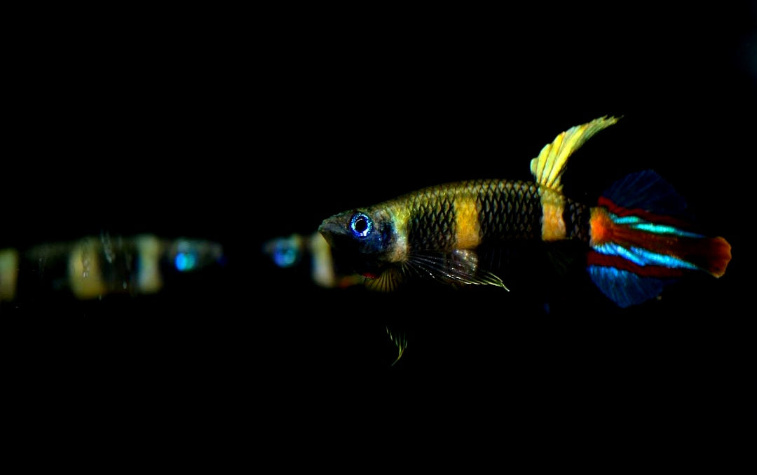 Ringelhechtling – Epiplatys annulatus