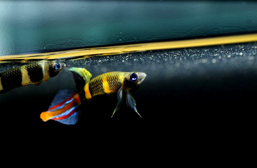 Ringelhechtling – Epiplatys annulatus