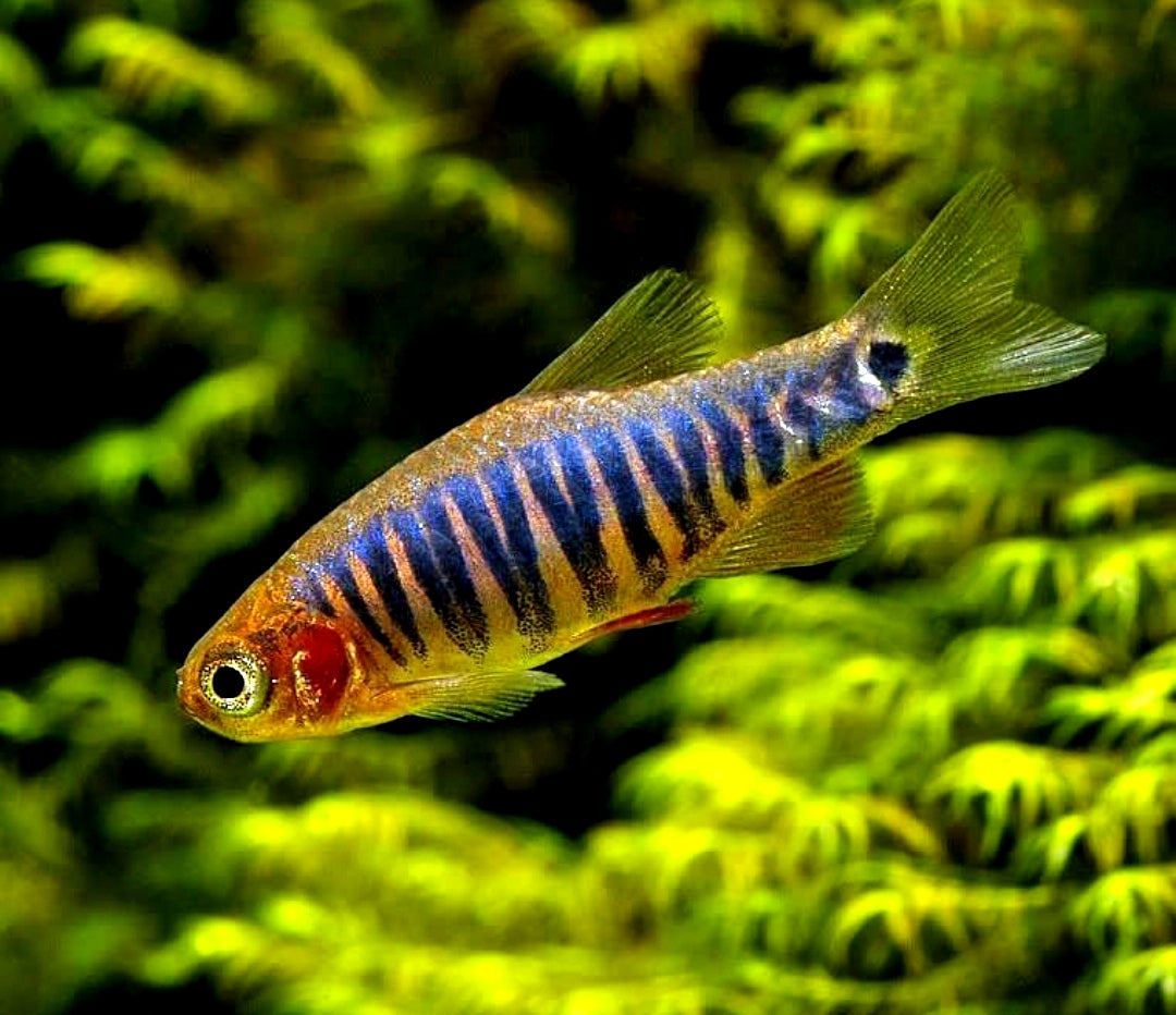 Querstreifen-Zwergbärbling – Danio erythromicron 🐟🌿