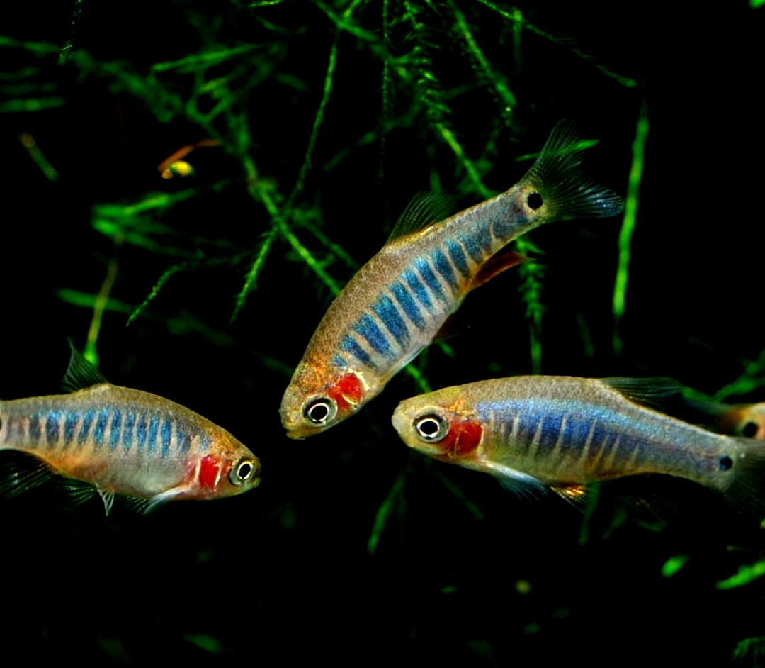 Querstreifen-Zwergbärbling – Danio erythromicron 🐟🌿