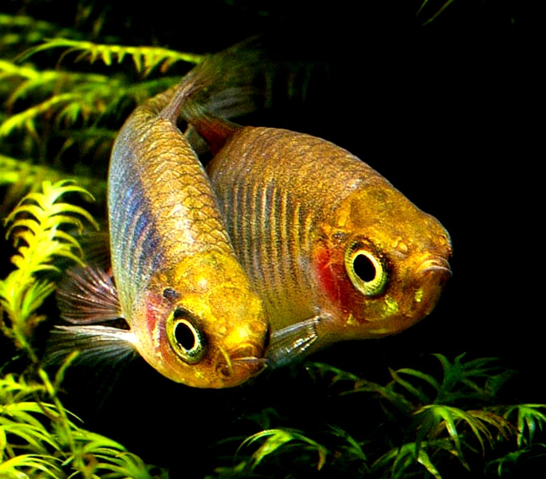 Querstreifen-Zwergbärbling – Danio erythromicron 🐟🌿